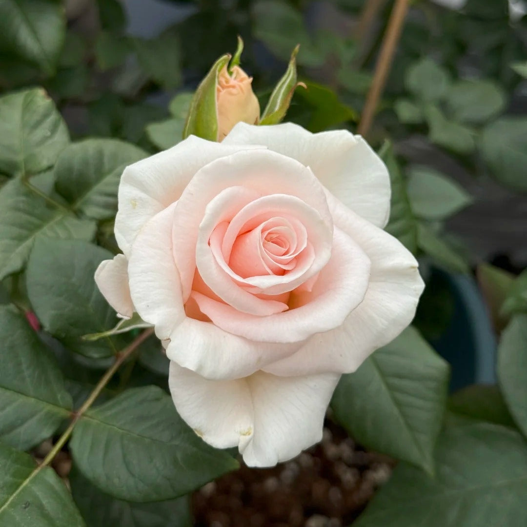 Luxury Rose