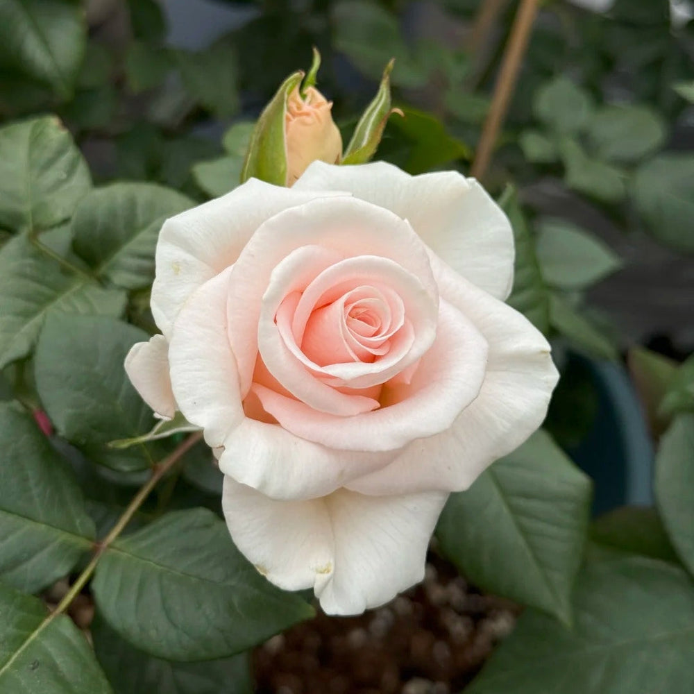 Luxury Rose