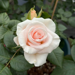 Luxury Rose