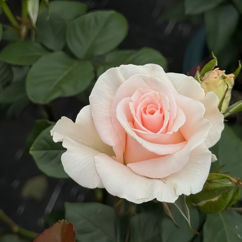Luxury Rose