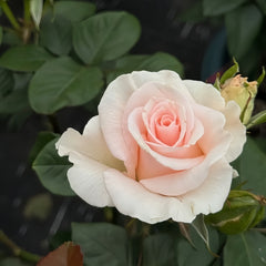 Luxury Rose