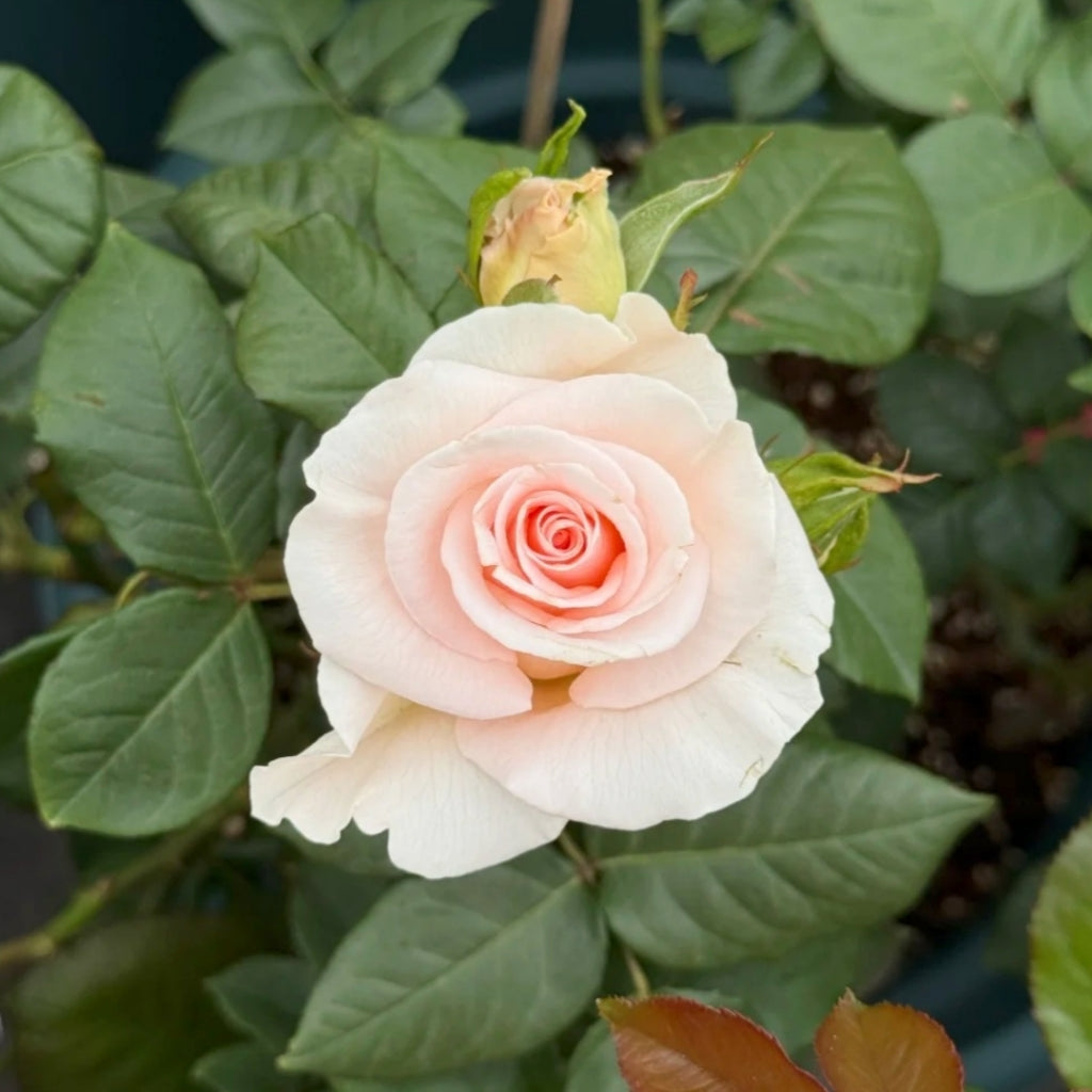 Luxury Rose