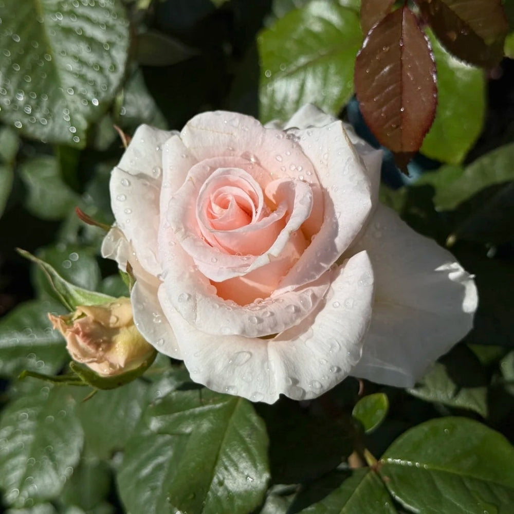 Luxury Rose