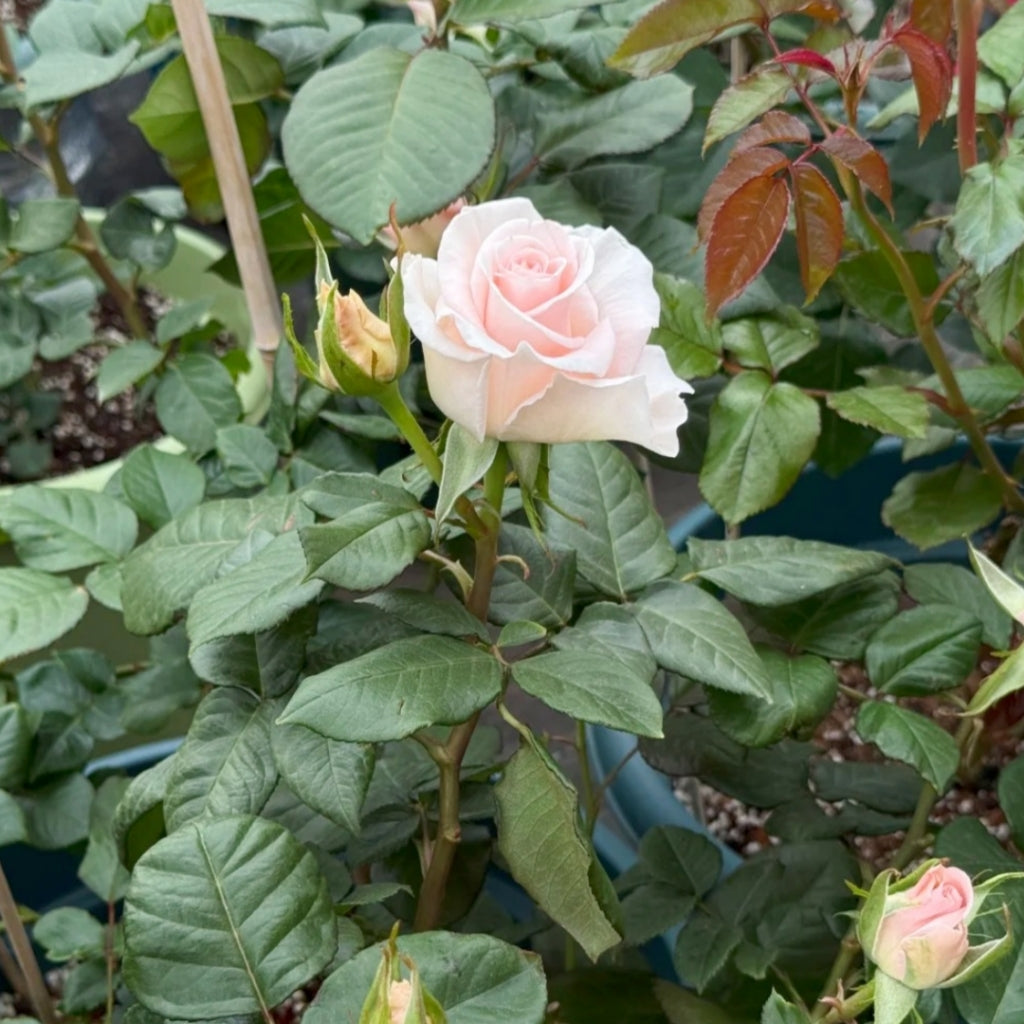 Luxury Rose