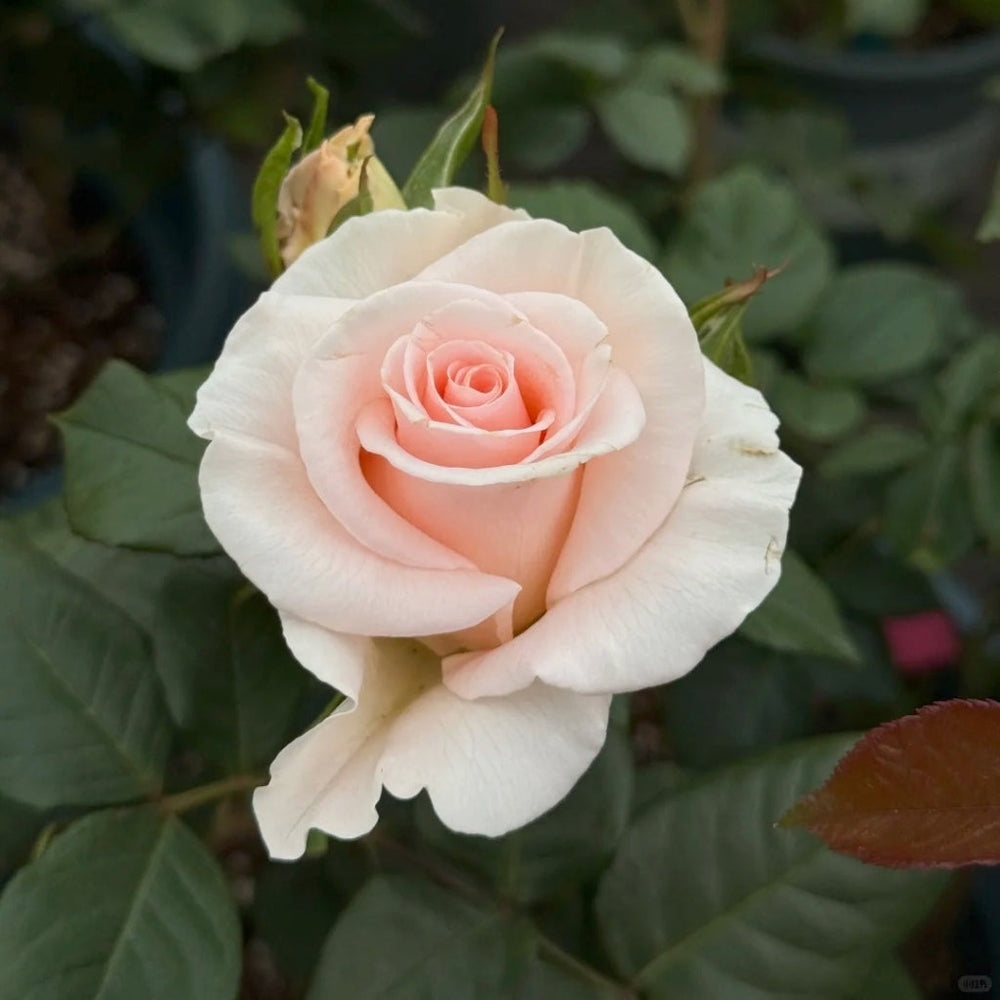Luxury Rose