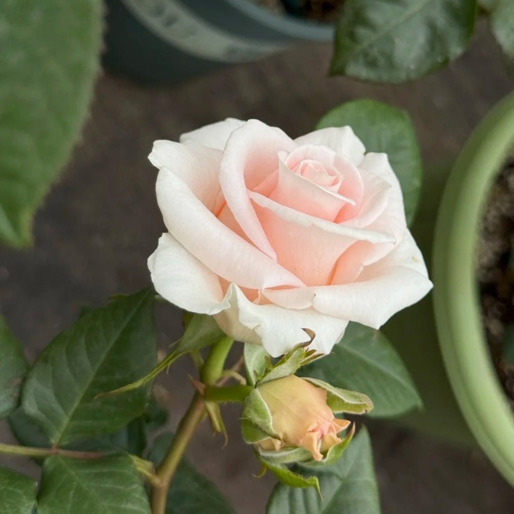 Luxury Rose