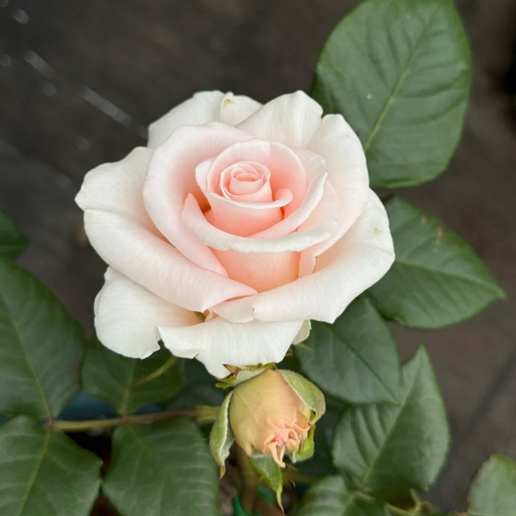 Luxury Rose