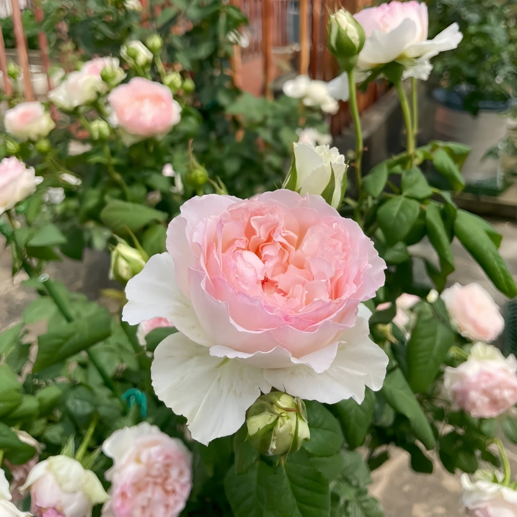 M-Perzik Rose