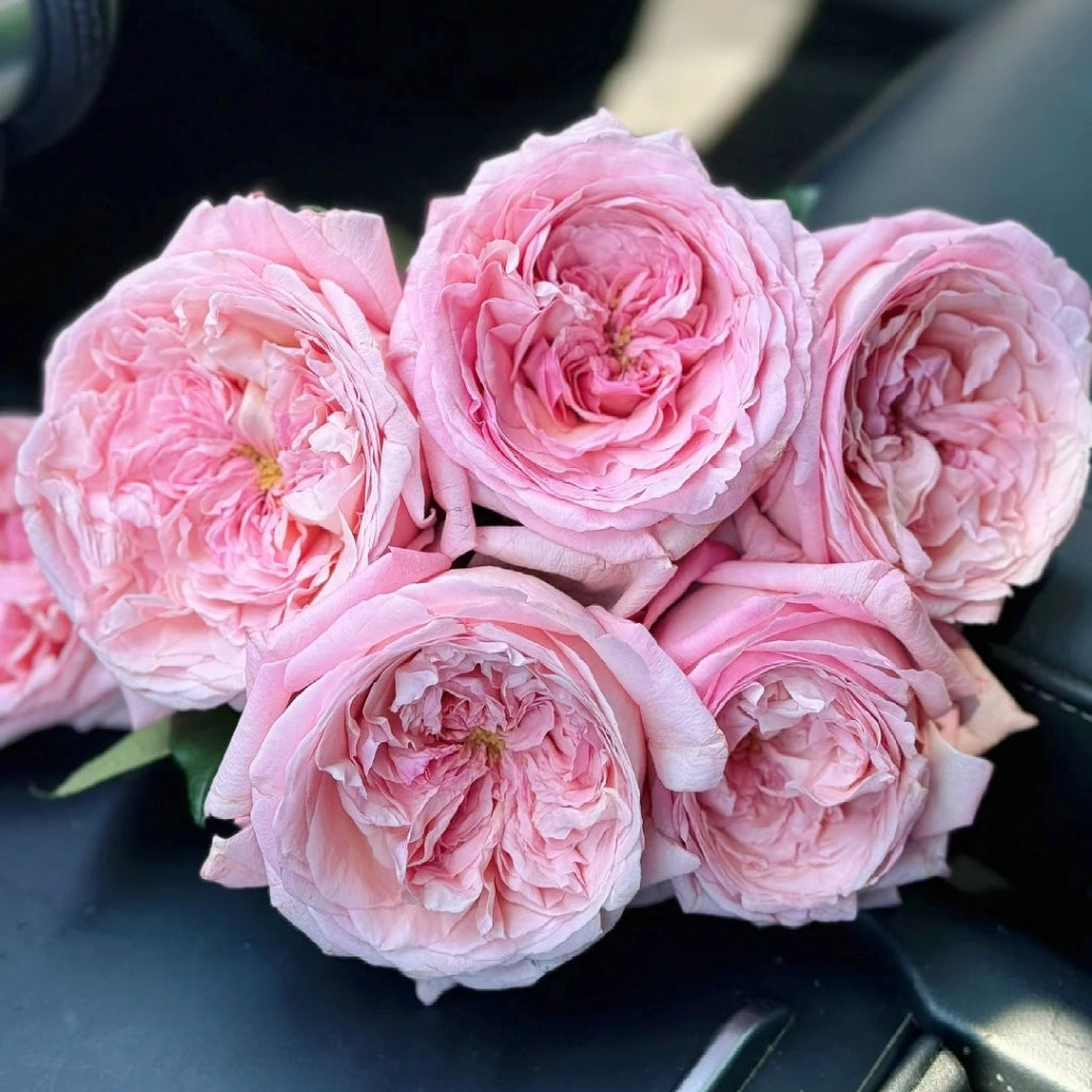 MElffable Rose