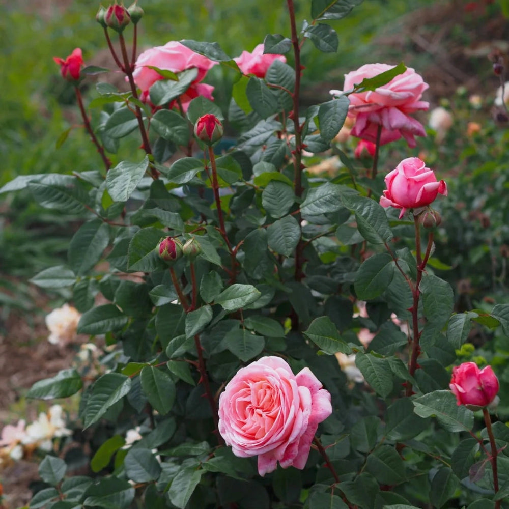 MElffable Rose