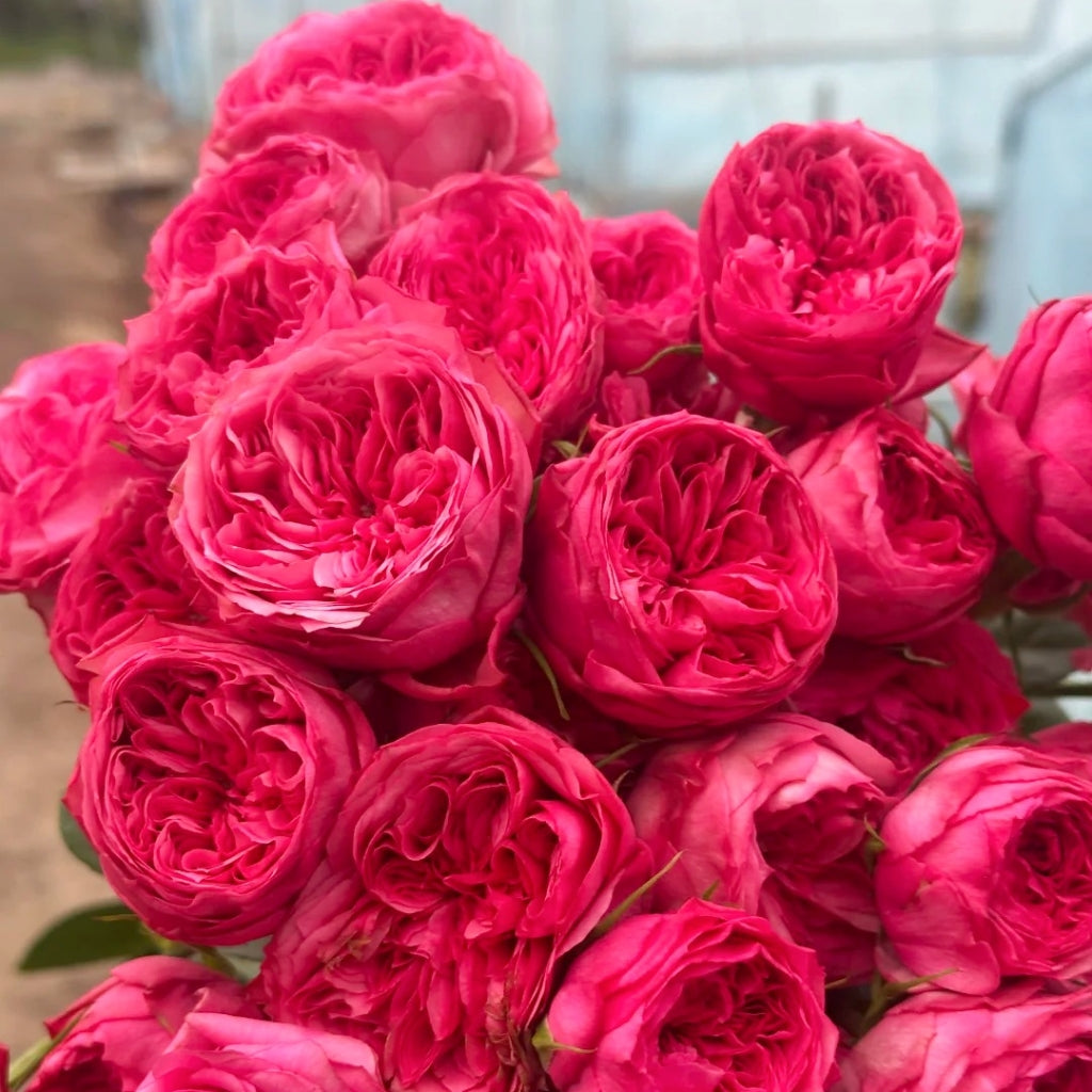 Macallan & Rosy Pink Rose