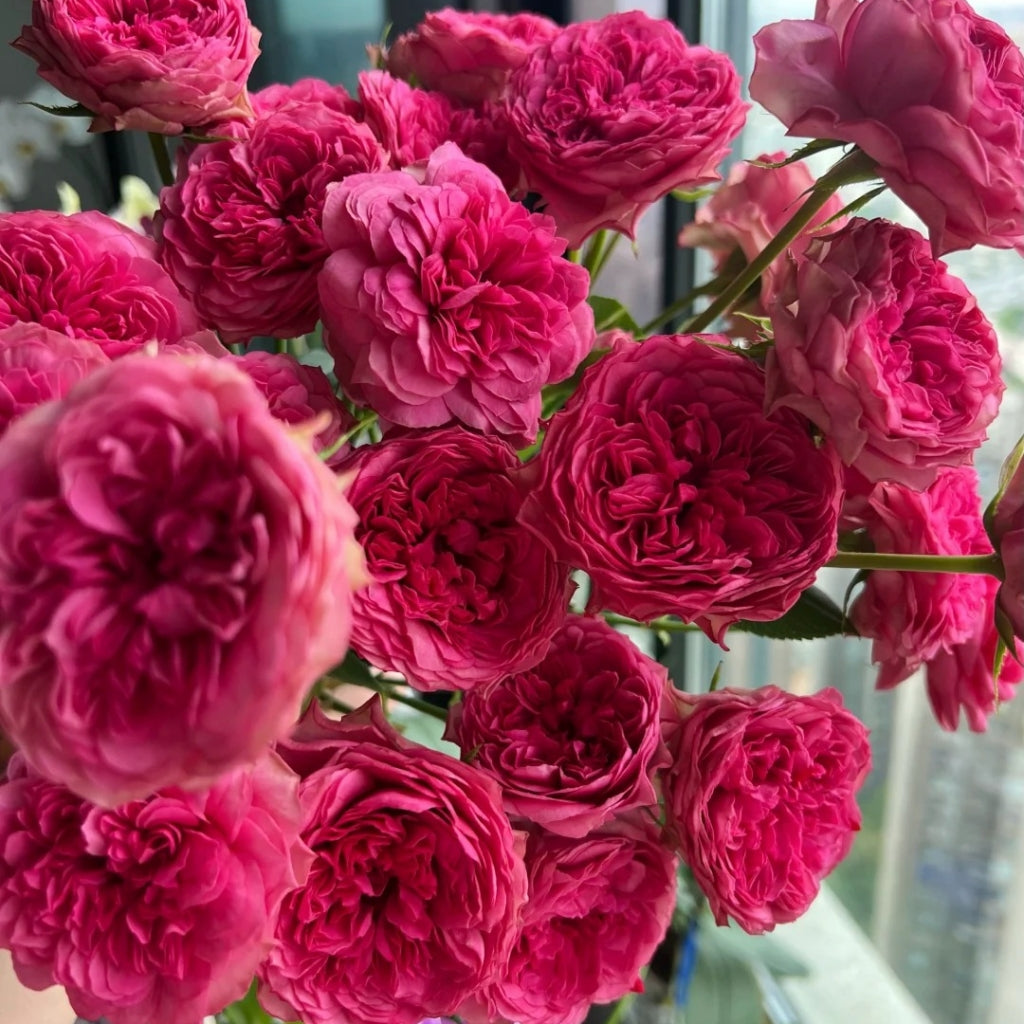 Macallan & Rosy Pink Rose