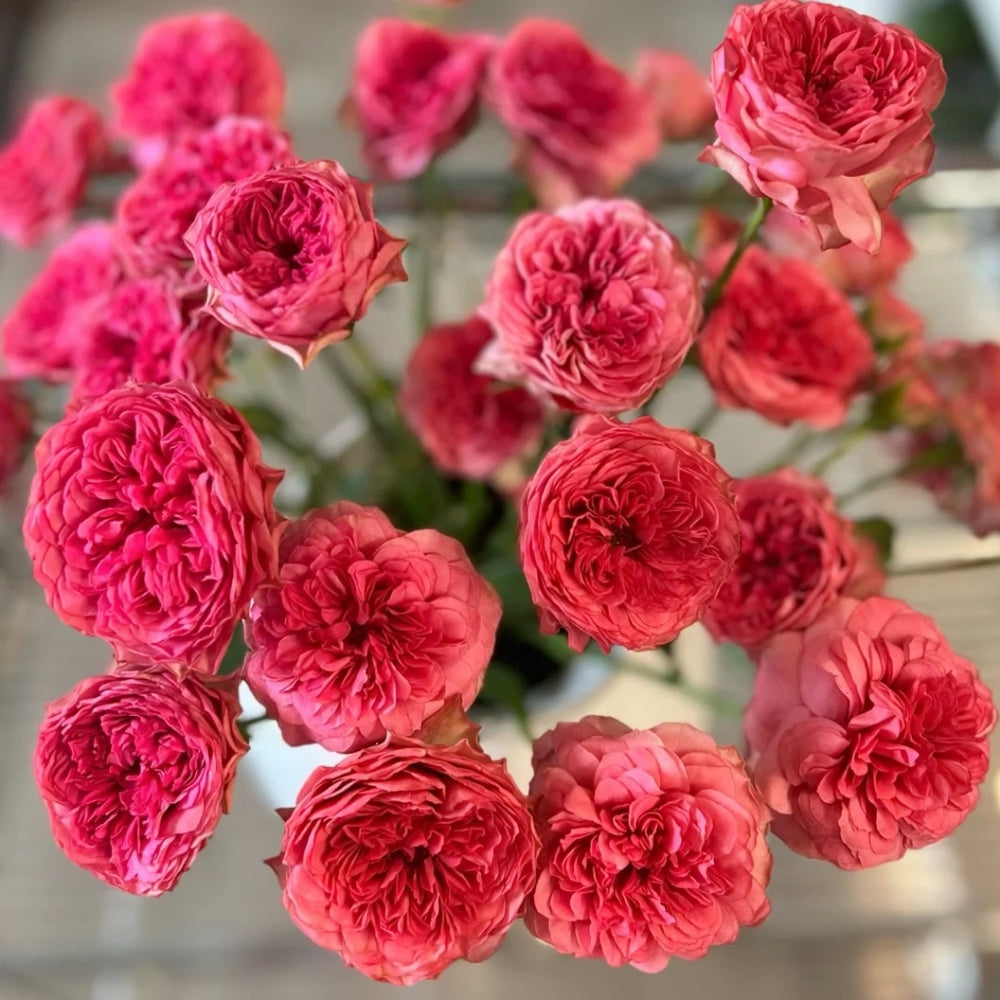 Macallan & Rosy Pink Rose
