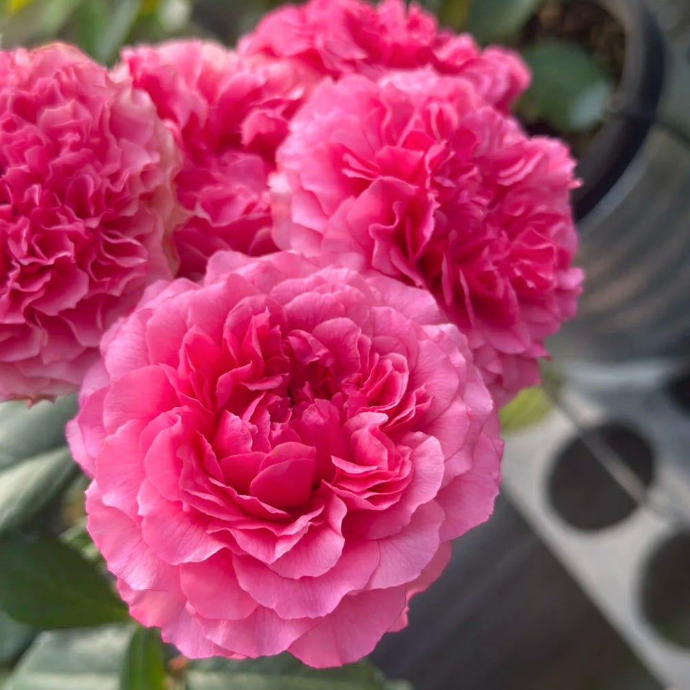 Macallan & Rosy Pink Rose
