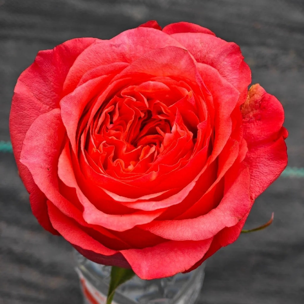 Macaron Rose