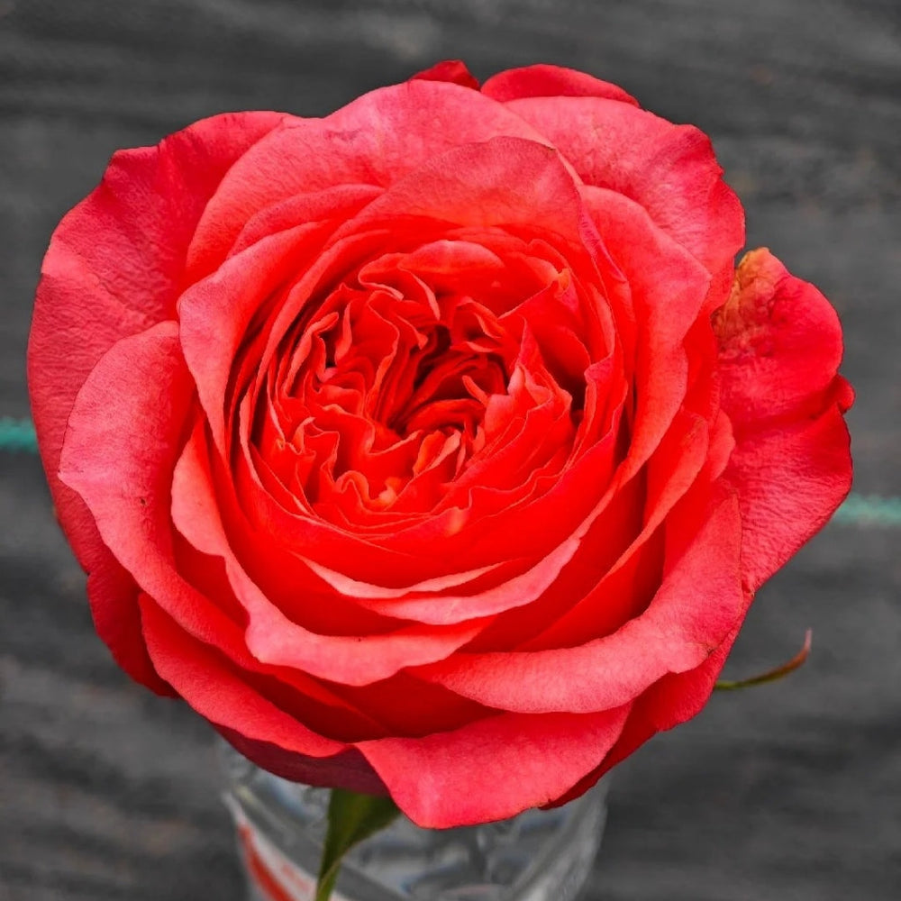 Macaron Rose