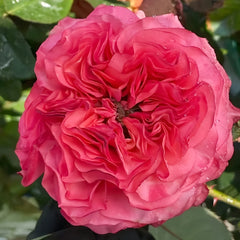 Macaron Rose