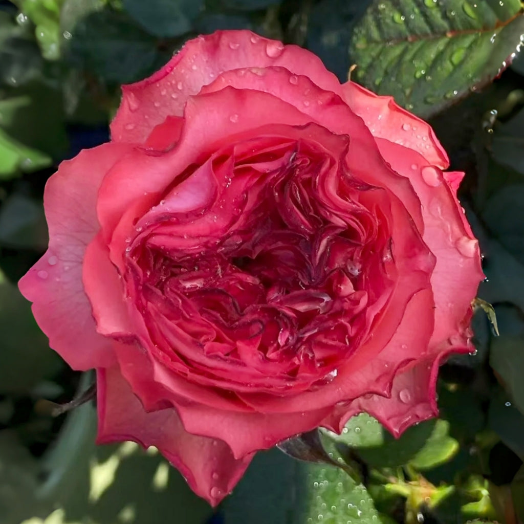Macaron Rose