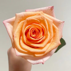 Magic City Rose