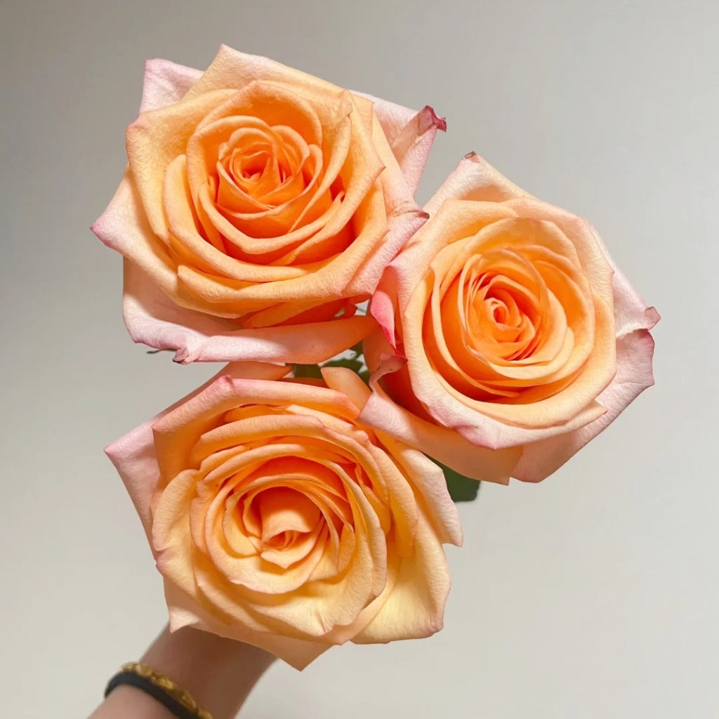 Magic City Rose