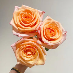 Magic City Rose