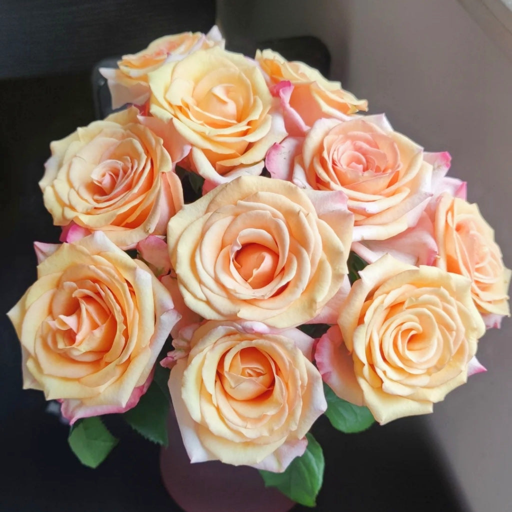 Magic City Rose