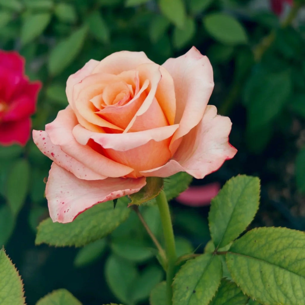 Magic City Rose