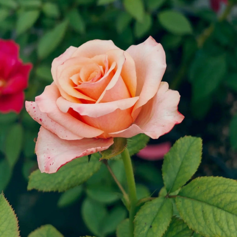 Magic City Rose