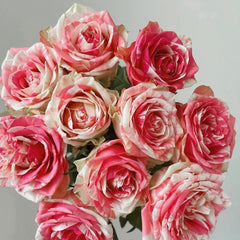 Magic Times Rose
