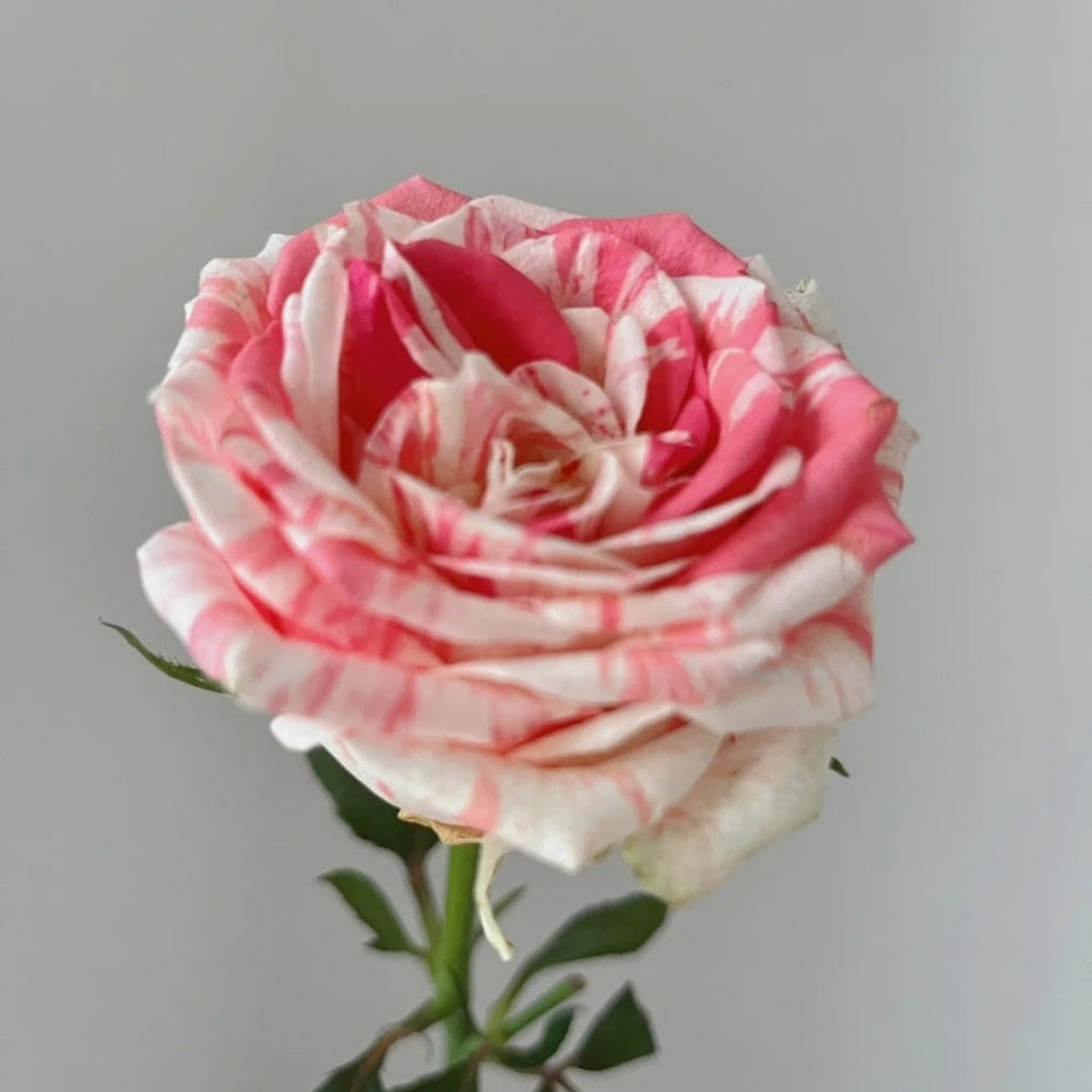 Magic Times Rose