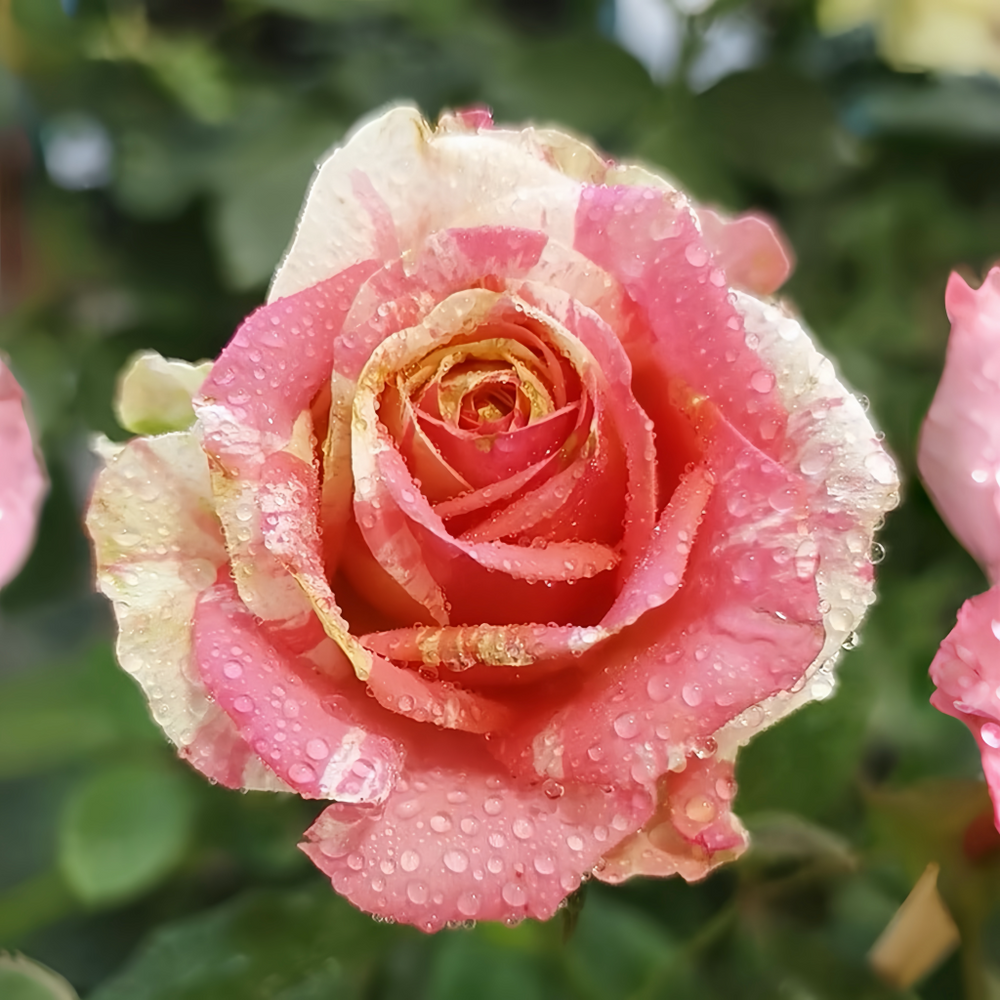 Magic Times Rose