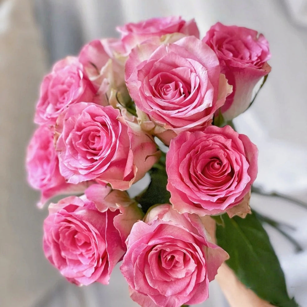 Malibu Rose
