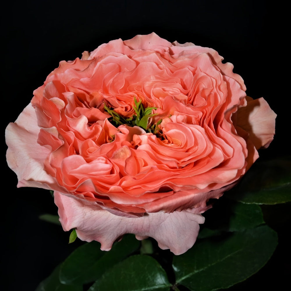 Mandarin X-Pression Rose