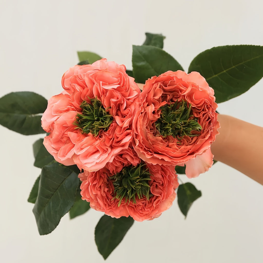 Mandarin X-Pression Rose