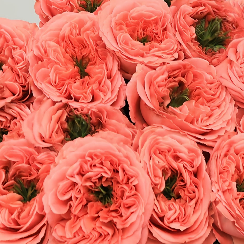Mandarin X-Pression Rose