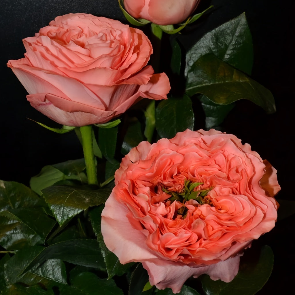 Mandarin X-Pression Rose