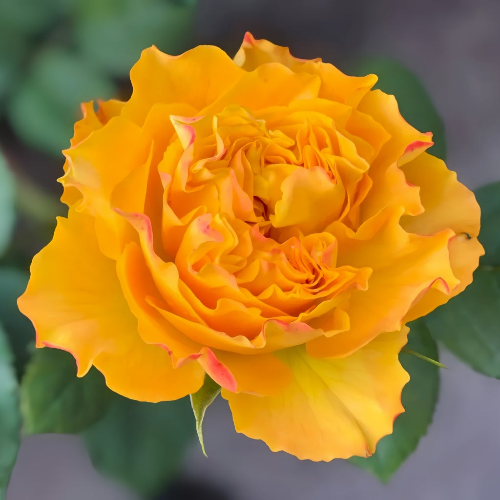 Mango Lieber Rose