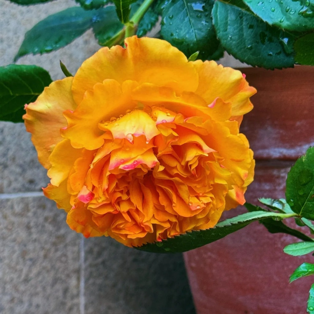Mango Lieber Rose