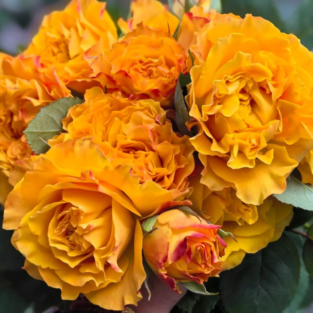 Mango Lieber Rose