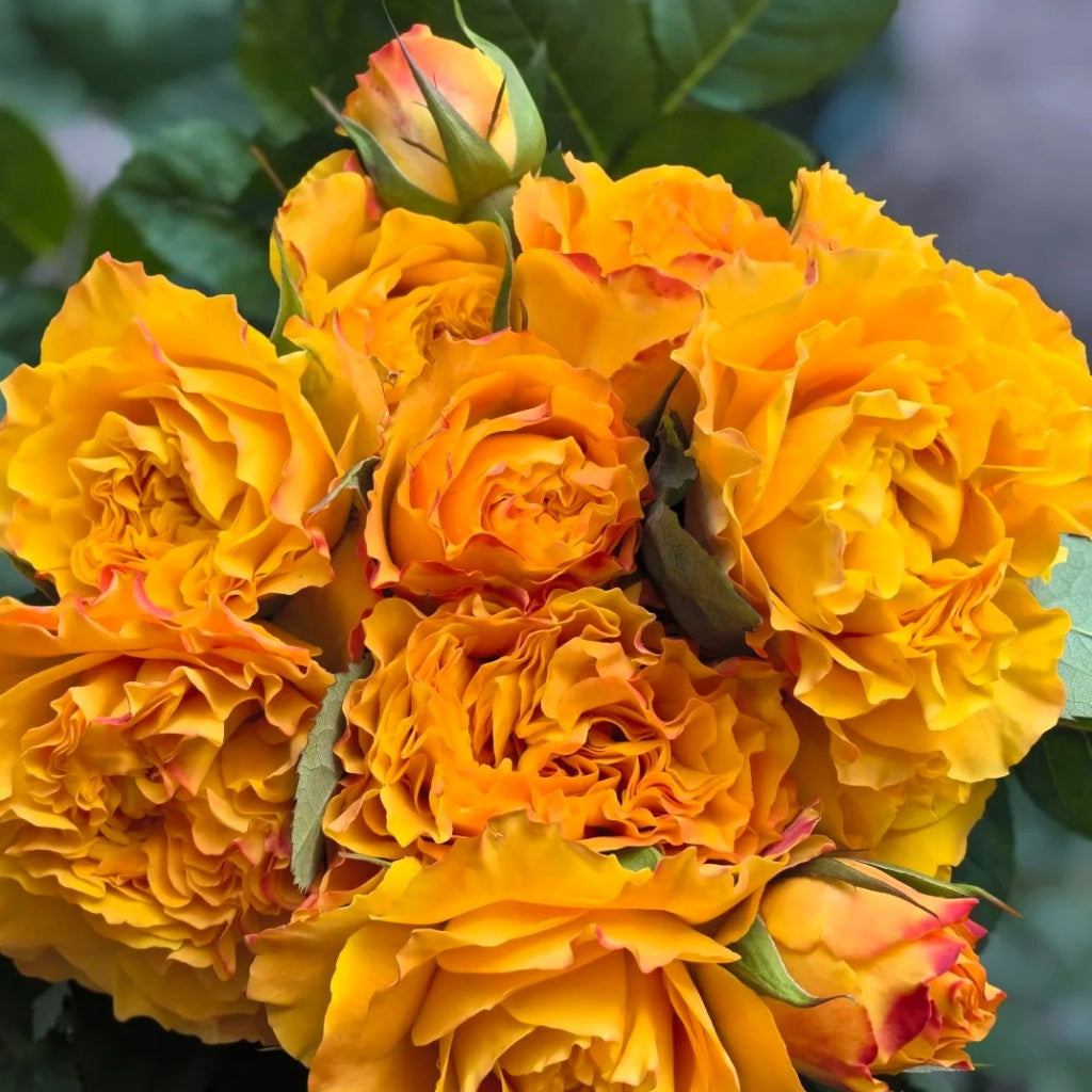 Mango Lieber Rose