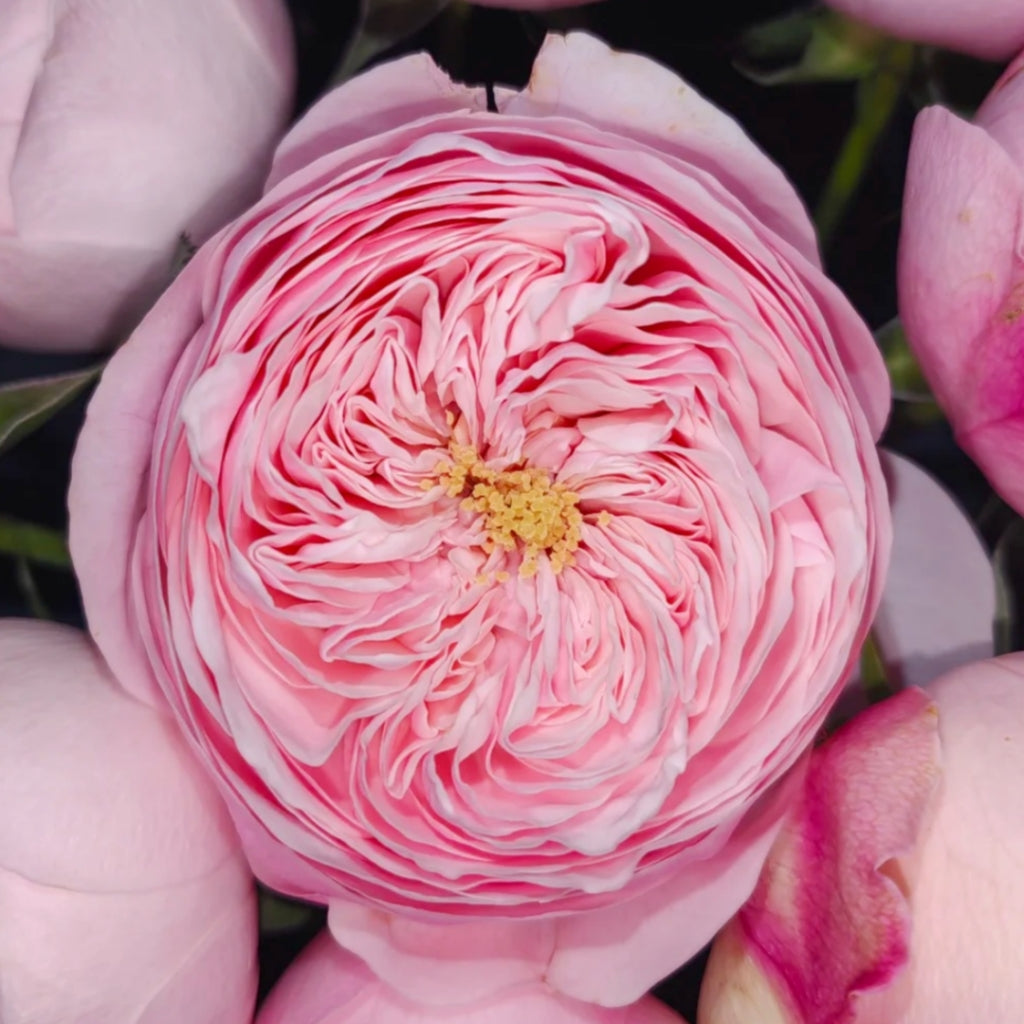 Mansfield Park Rose
