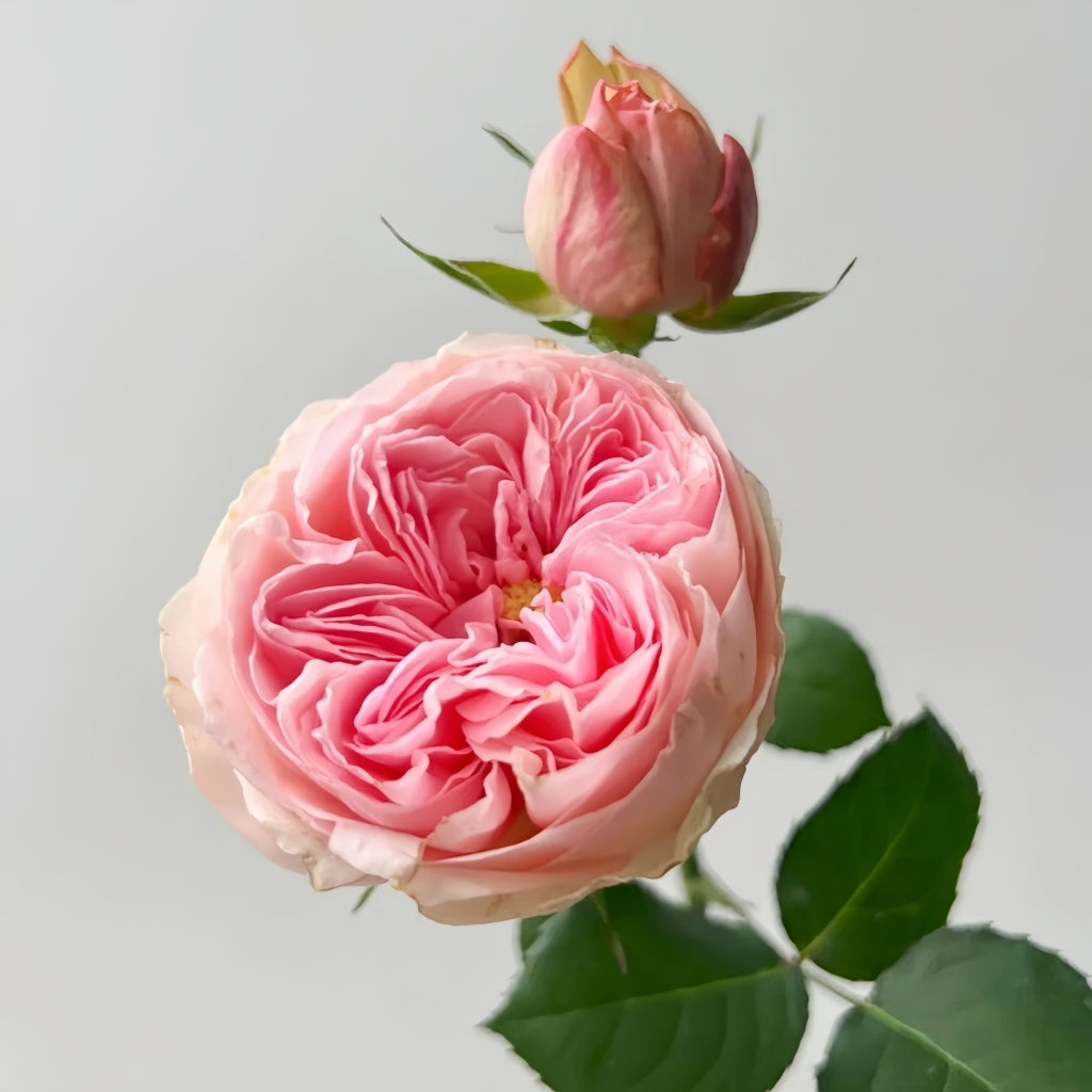 Mansfield Park Rose