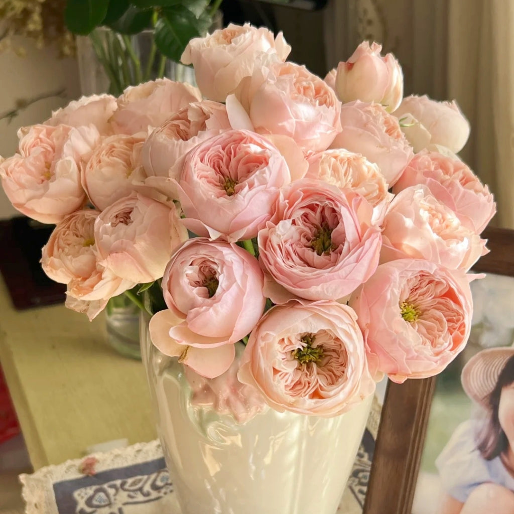 Mansfield Park Rose