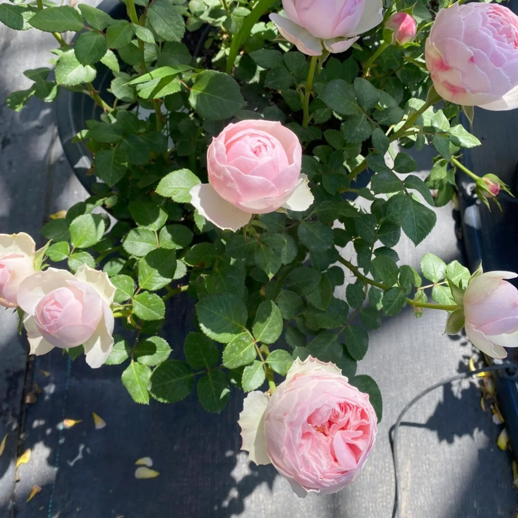 Mansfield Park Rose