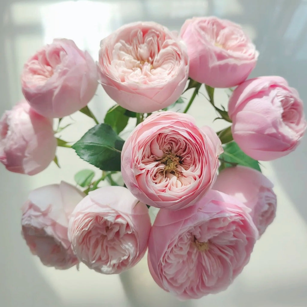 Mansfield Park Rose