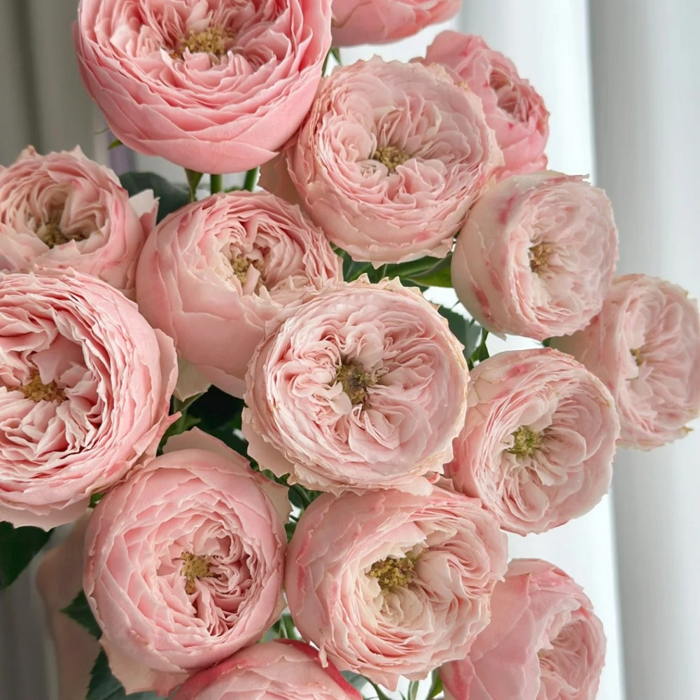 Mansfield Park Rose
