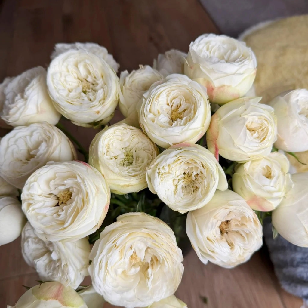 Mansfield White Park Rose