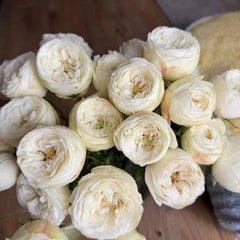 Mansfield White Park Rose