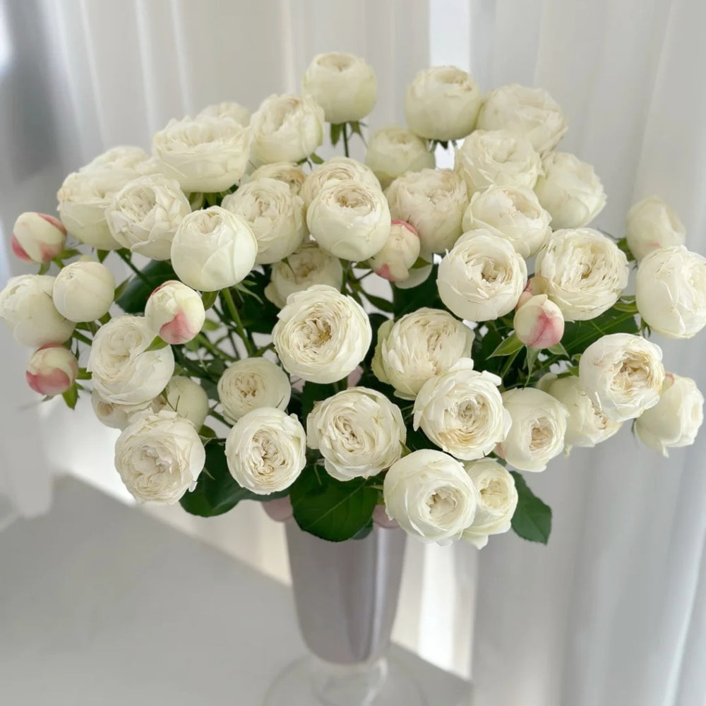 Mansfield White Park Rose
