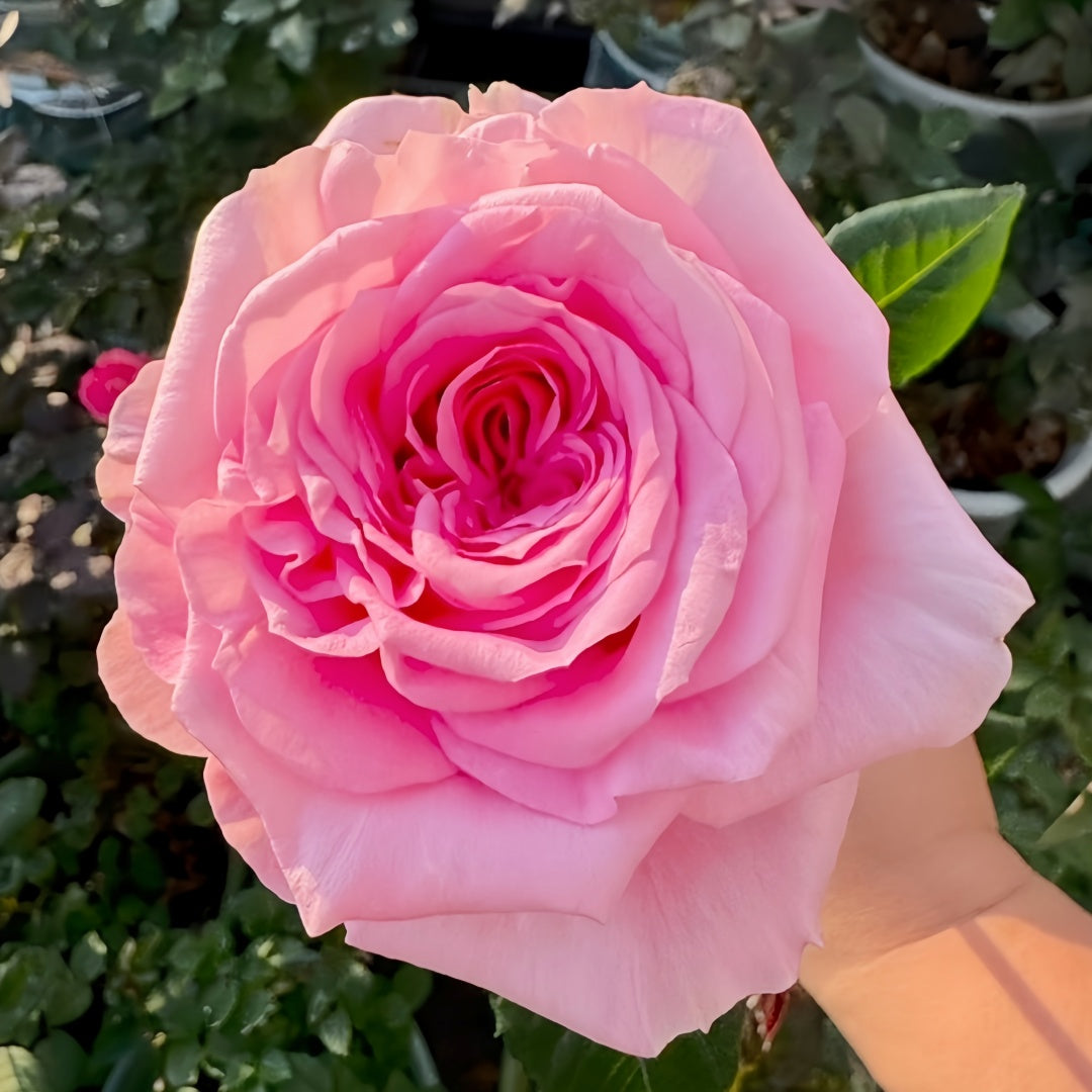 A close-up of a blooming pink rose with layered petals, held by a hand against a background of green garden foliage and potted plants.